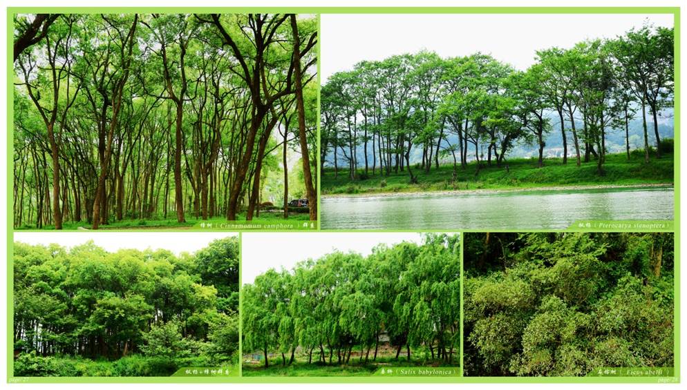 說明: E:\2015\2015新寧濕地公園\報(bào)國家局材料\新寧圖冊(cè)JPG\2-2.jpg